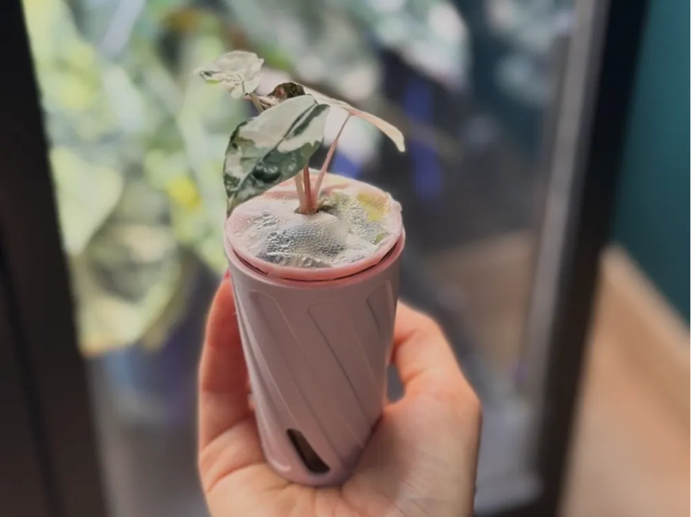 90ml Cup Cover for Alocasia, Algae Blocker