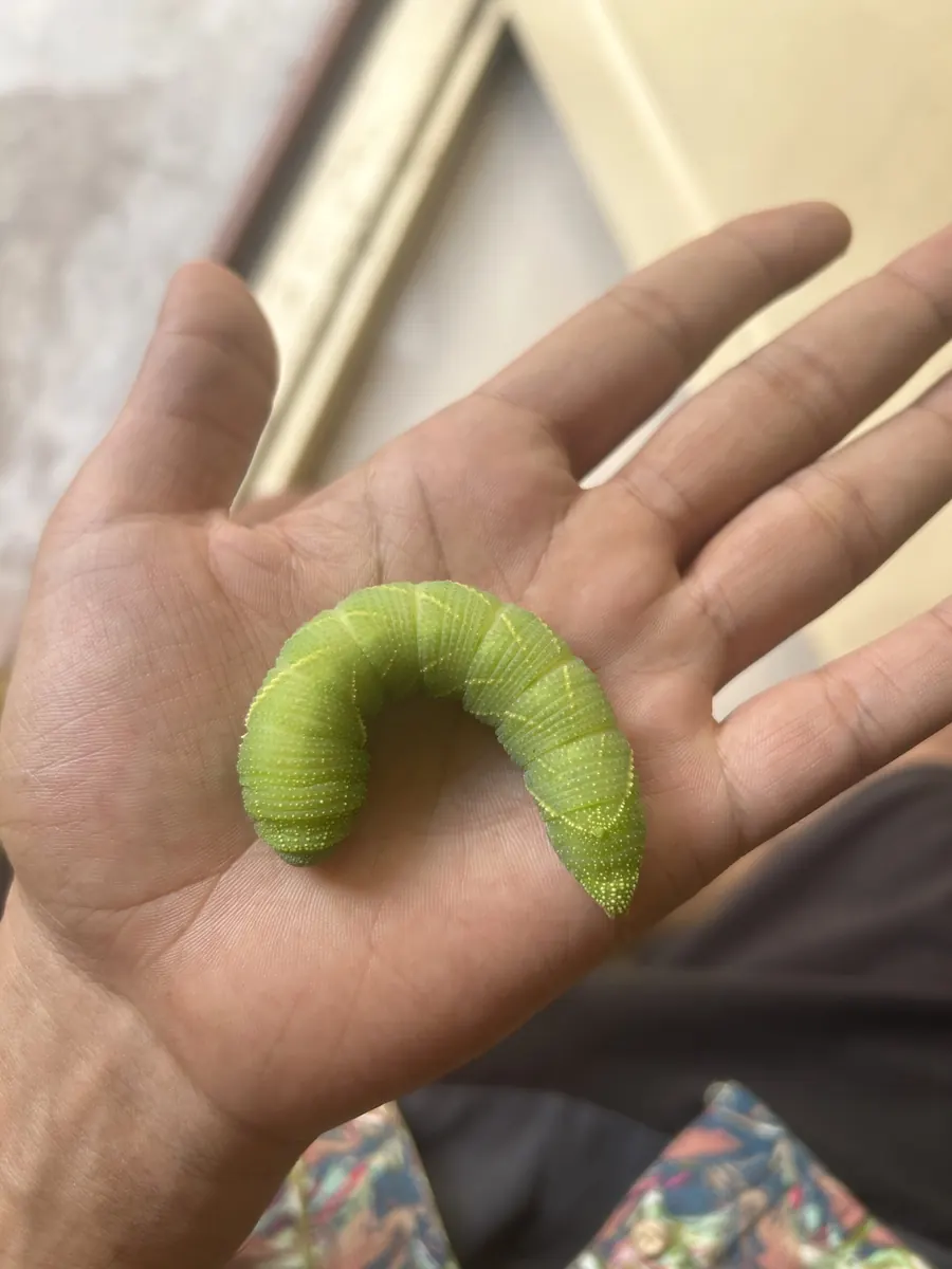A caterpillar friend