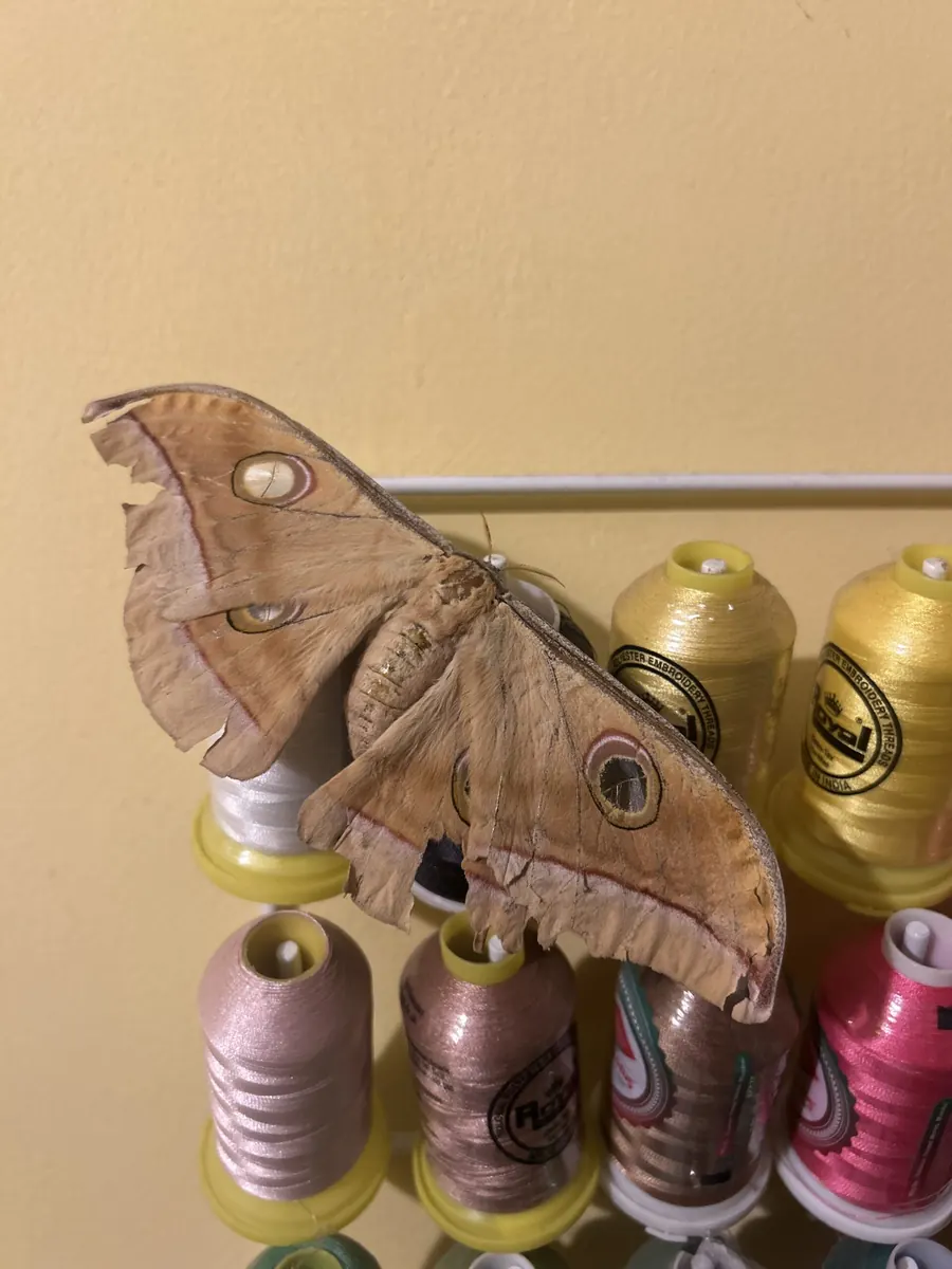 A moth among the threads