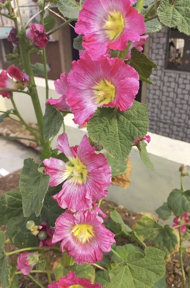 Flowers from the terrace