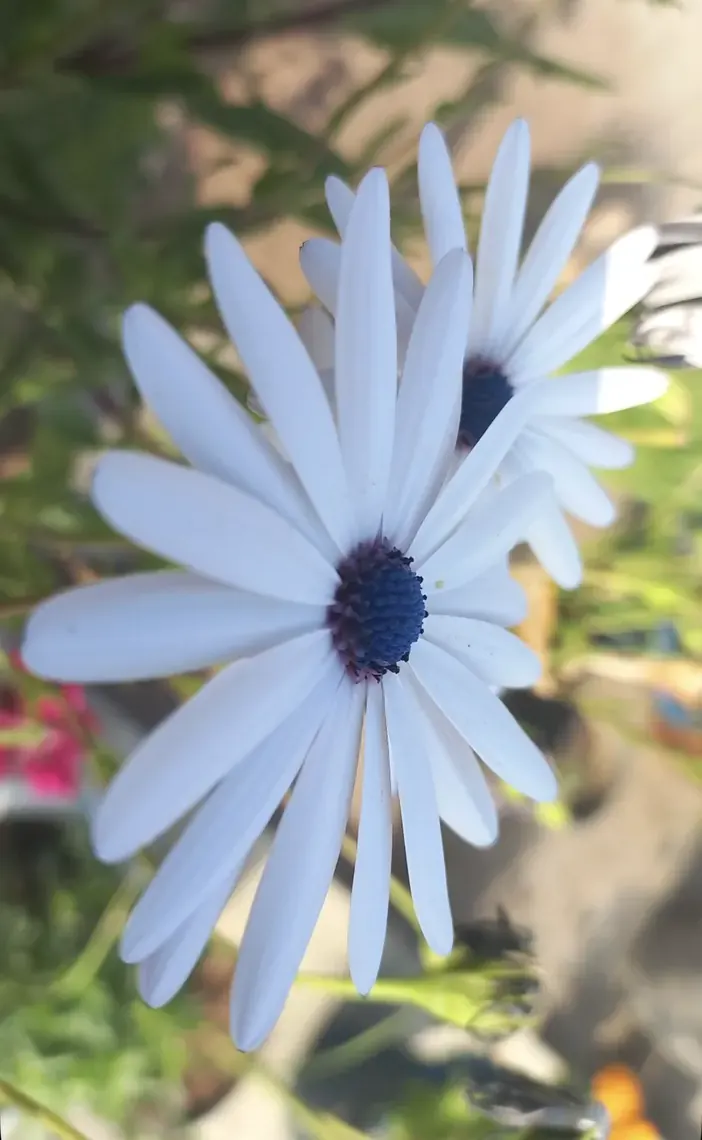 One perfect daisy