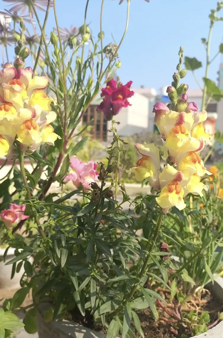 Snapdragons in the sun