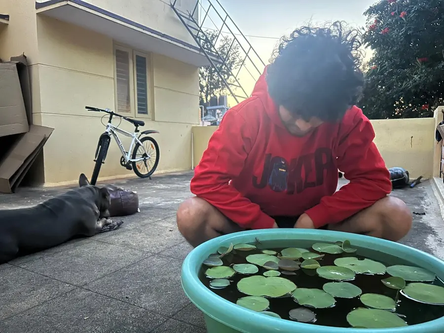 A little lily pond