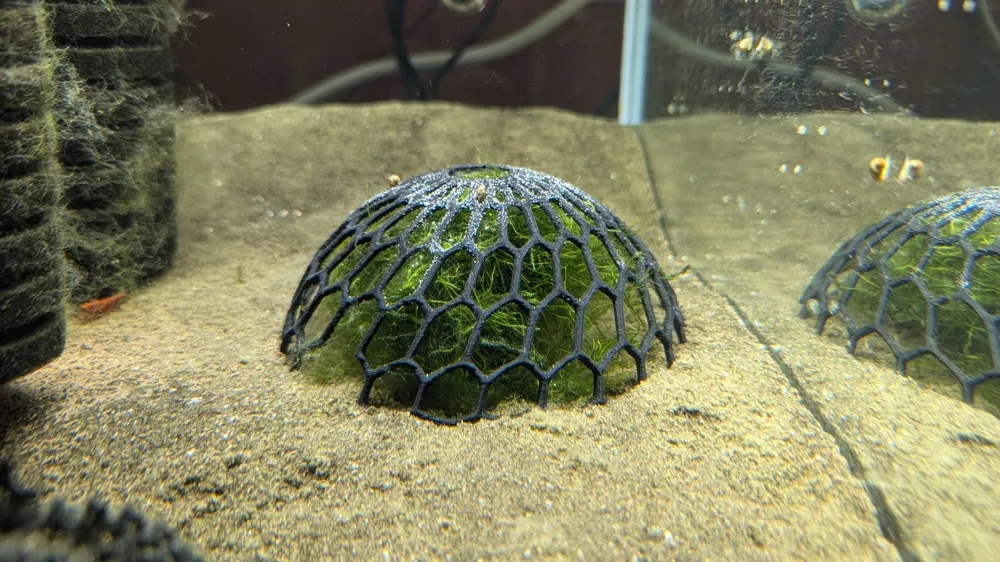 Aquarium Moss Dome Plant Holder (easier)