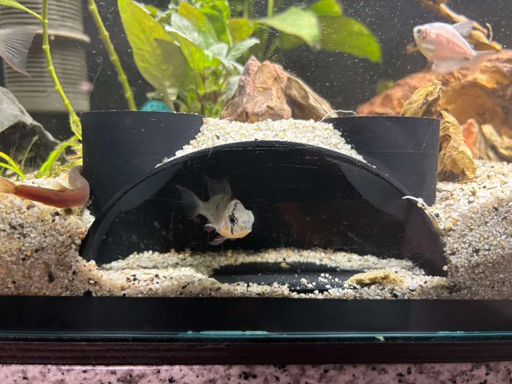 Aquarium observation cave, photo 3 of 4 - Aquarium observation cave Hobby & DIY