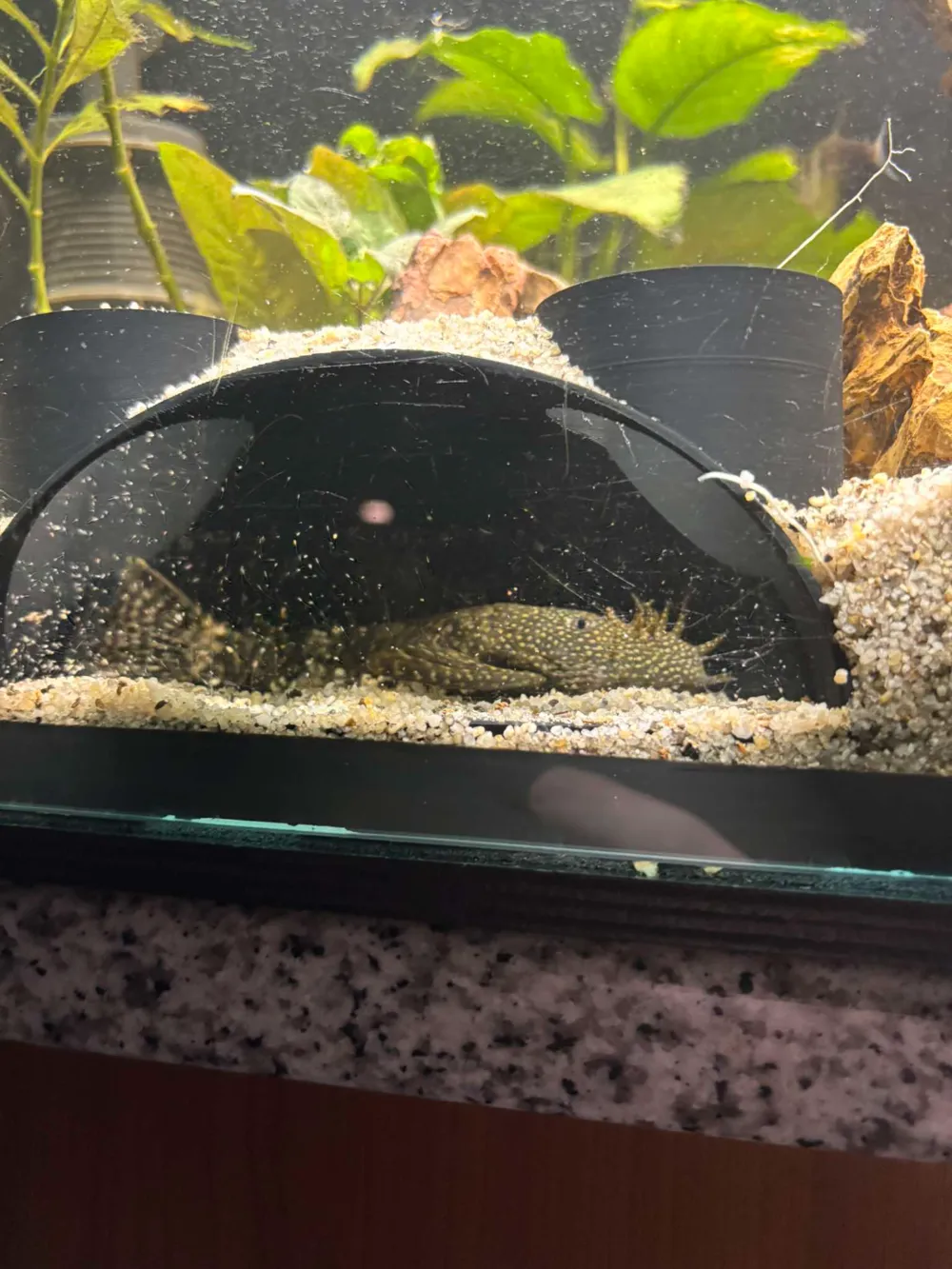 Aquarium observation cave, photo 4 of 4 - Aquarium observation cave Hobby & DIY