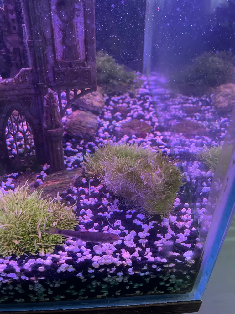Aquarium Plant Anchor, photo 3 of 4 - Aquarium Plant Anchor Pets