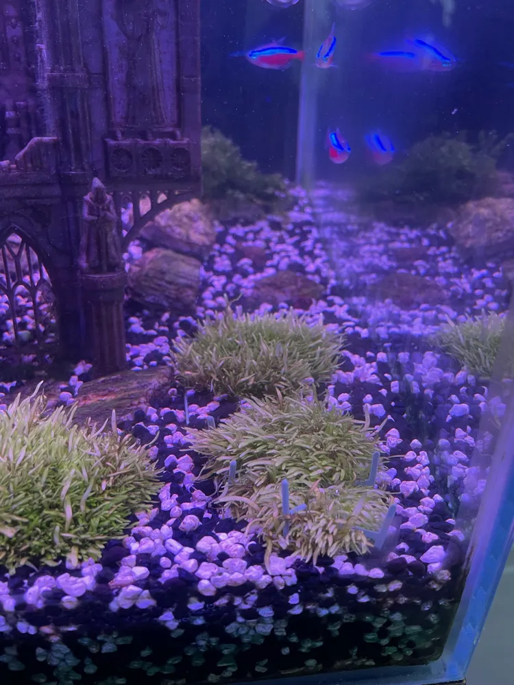 Aquarium Plant Anchor, photo 4 of 4 - Aquarium Plant Anchor Pets