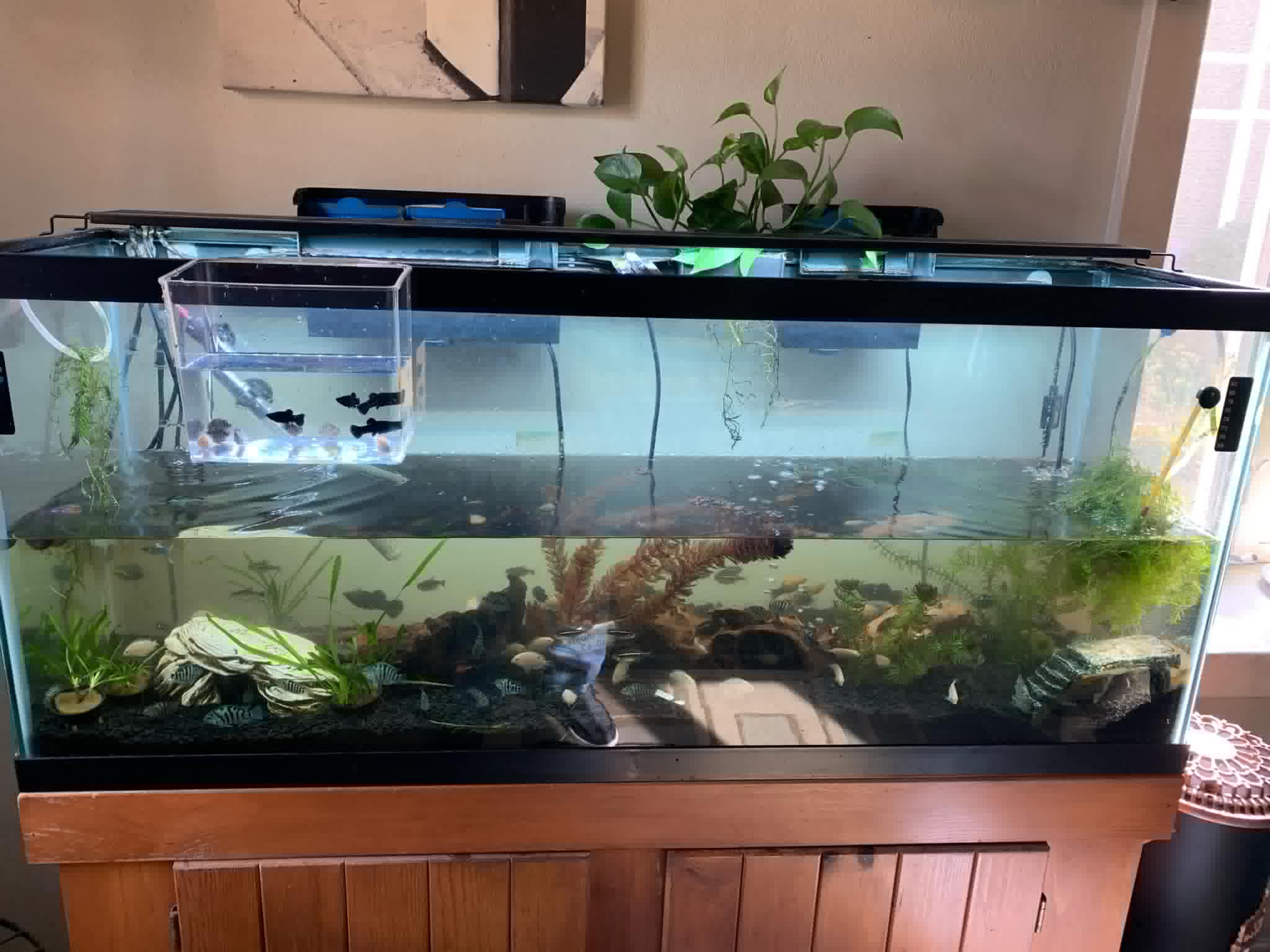 Aquarium Plant Holder, photo 3 of 4 - Aquarium Plant Holder Pets