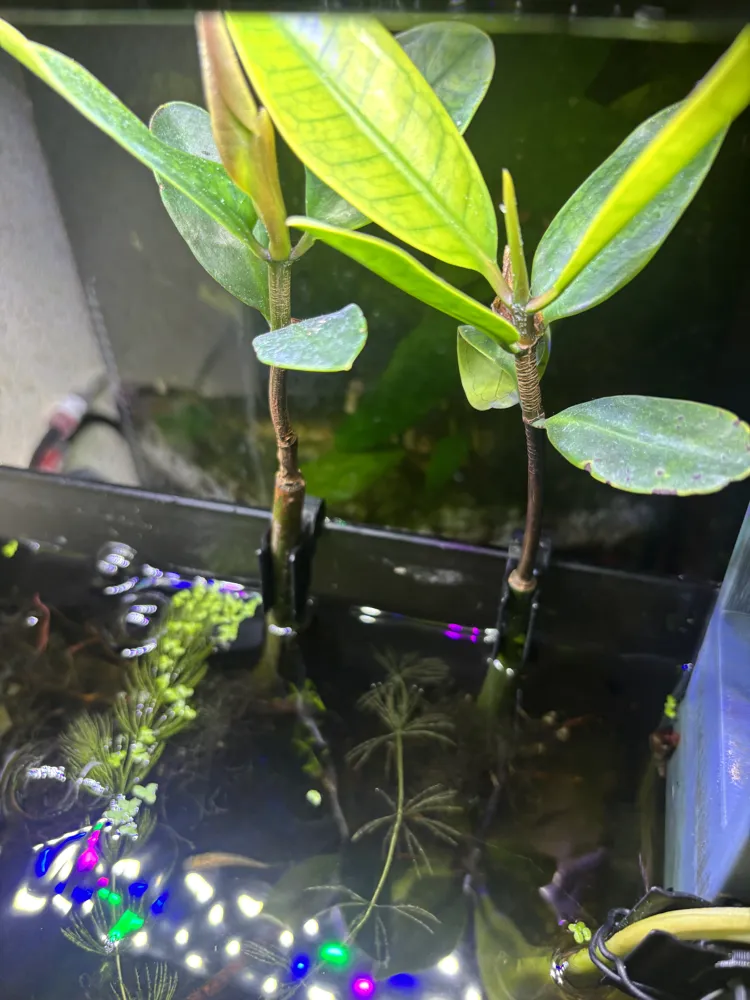Aquarium Plant Holder, photo 2 of 4 - Aquarium Plant Holder Pets
