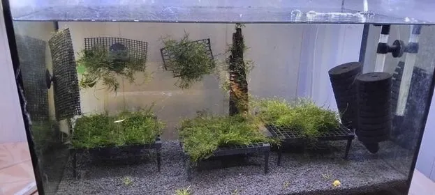 Aquarium Plant Table, photo 2 of 4 - Aquarium Decor, Caves & Hides, fish