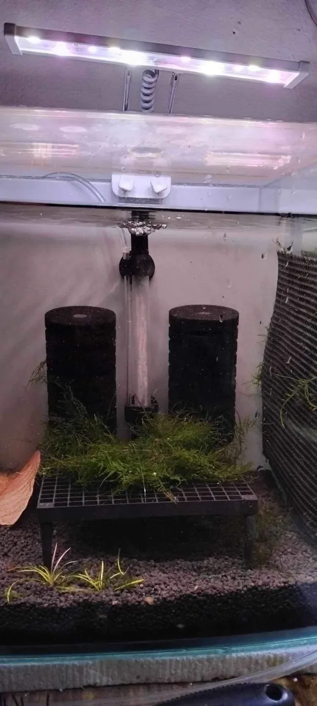 Aquarium Plant Table, photo 3 of 4 - Aquarium Decor, Caves & Hides, tank