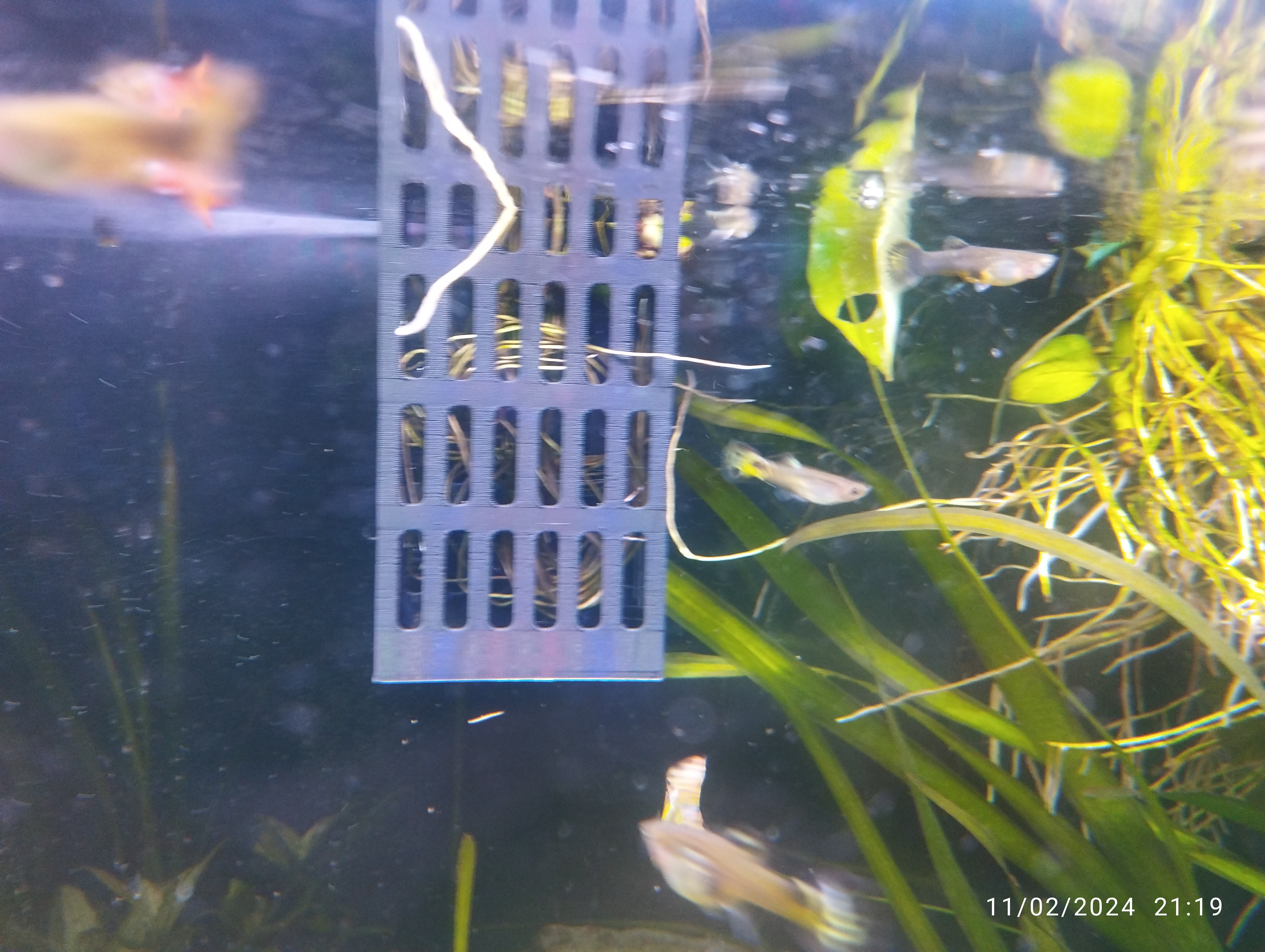 Aquarium plants, photo 4 of 4 - Aquarium Decor, Caves & Hides, Pets