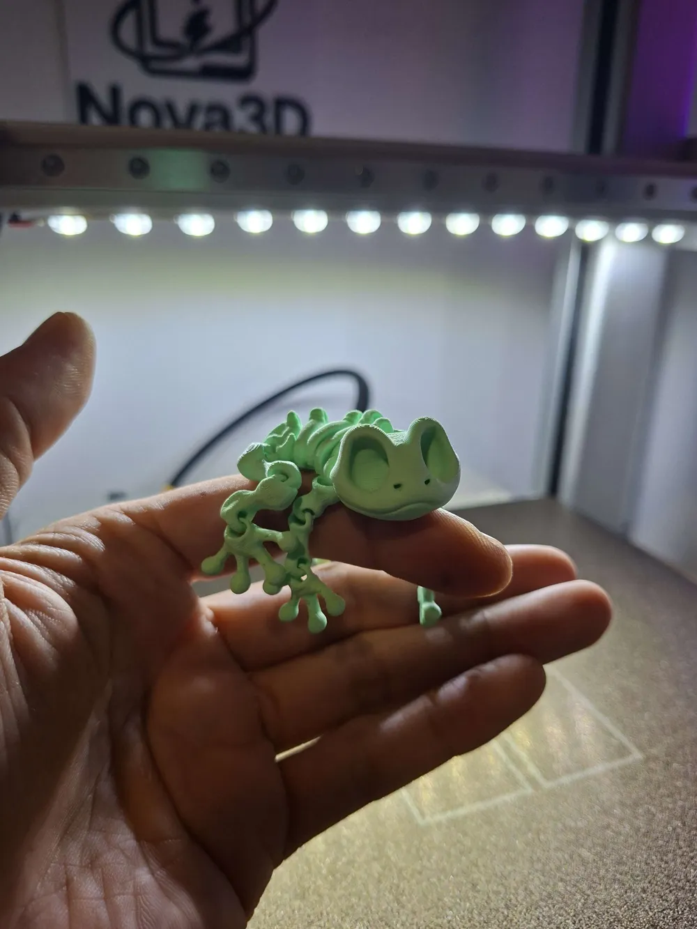 Articulated Skeleton FROG, photo 2 of 4 - Articulated Animals, gecko