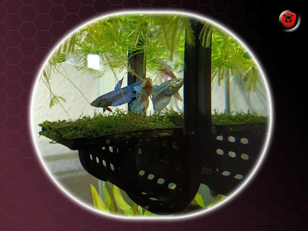Betta Fish Platform Tunnel, photo 3 of 4 - Betta Fish Platform Tunnel Pets