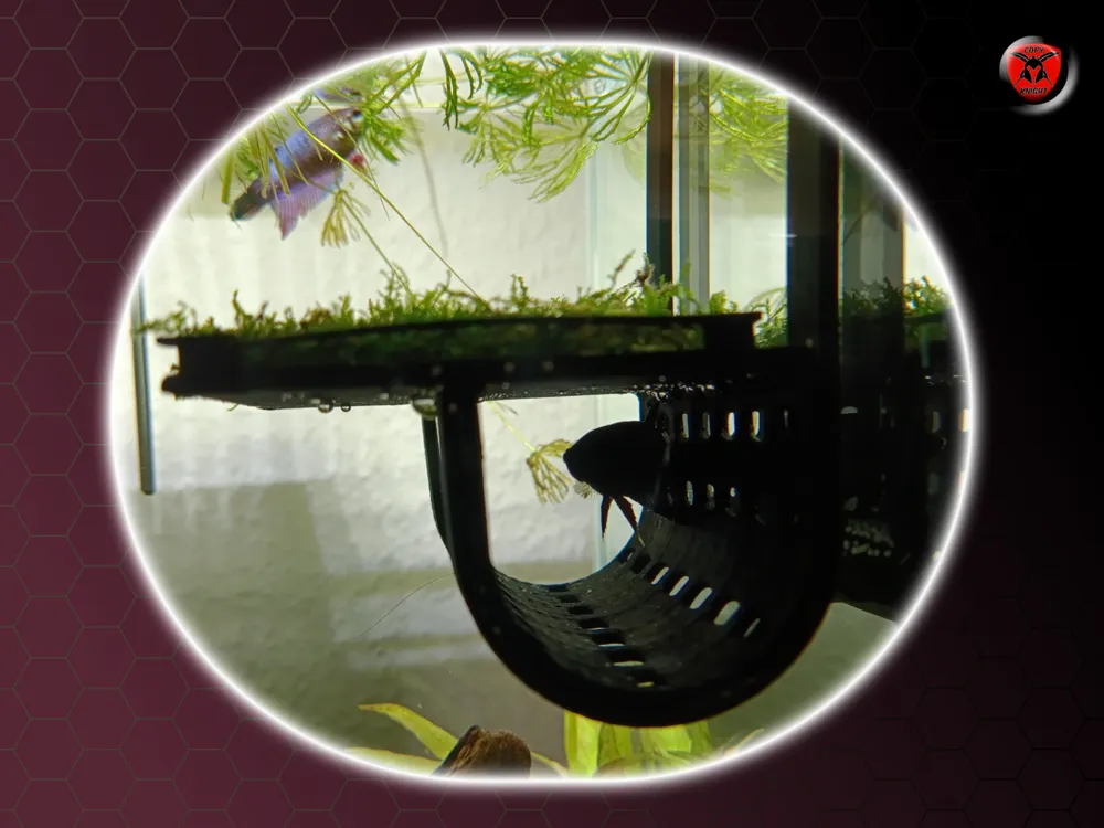Betta Fish Platform Tunnel, photo 4 of 4 - Betta Fish Platform Tunnel Pets