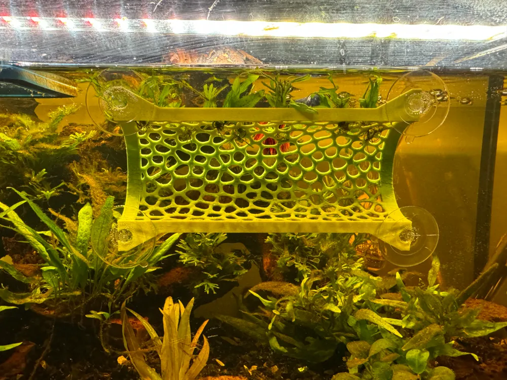 Betta Fish Tunnel Tank Mountable, photo 4 of 4 - Betta Fish Tunnel Tank Mountable Pets