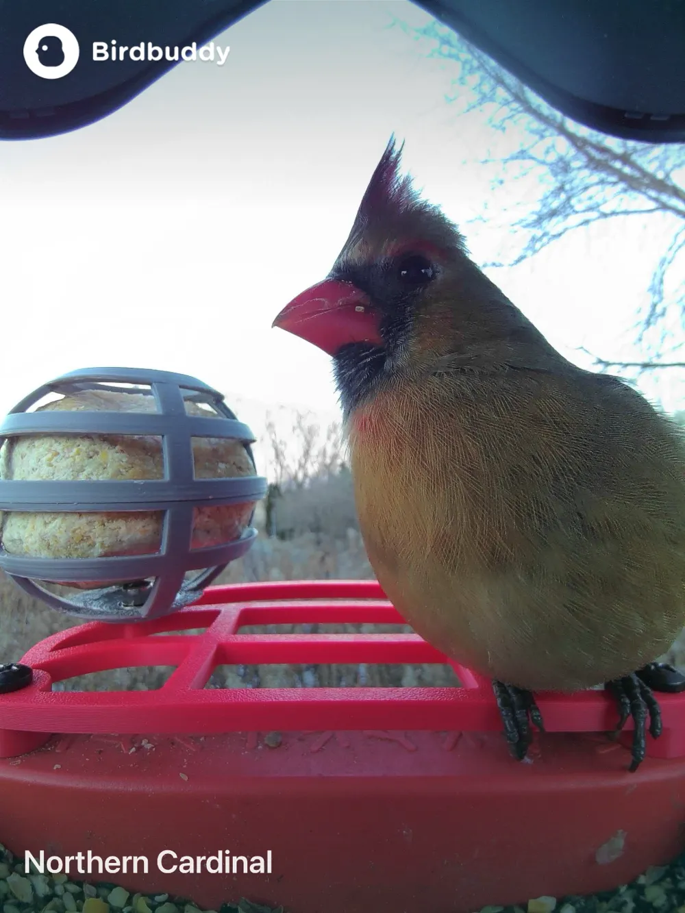 Bird Buddy large perch + large suet holder, photo 2 of 3 - Bird Buddy large perch + large suet holder Pets