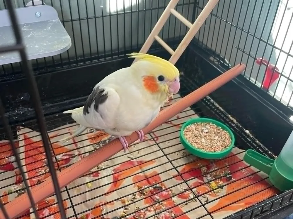 Bird Cage Rod Perch
