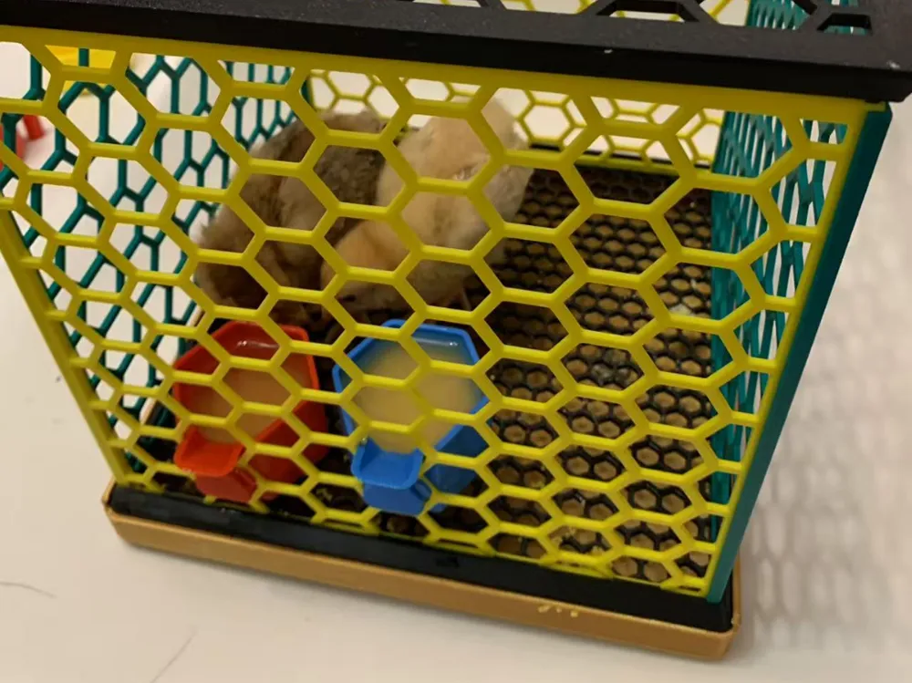 Bird Cage