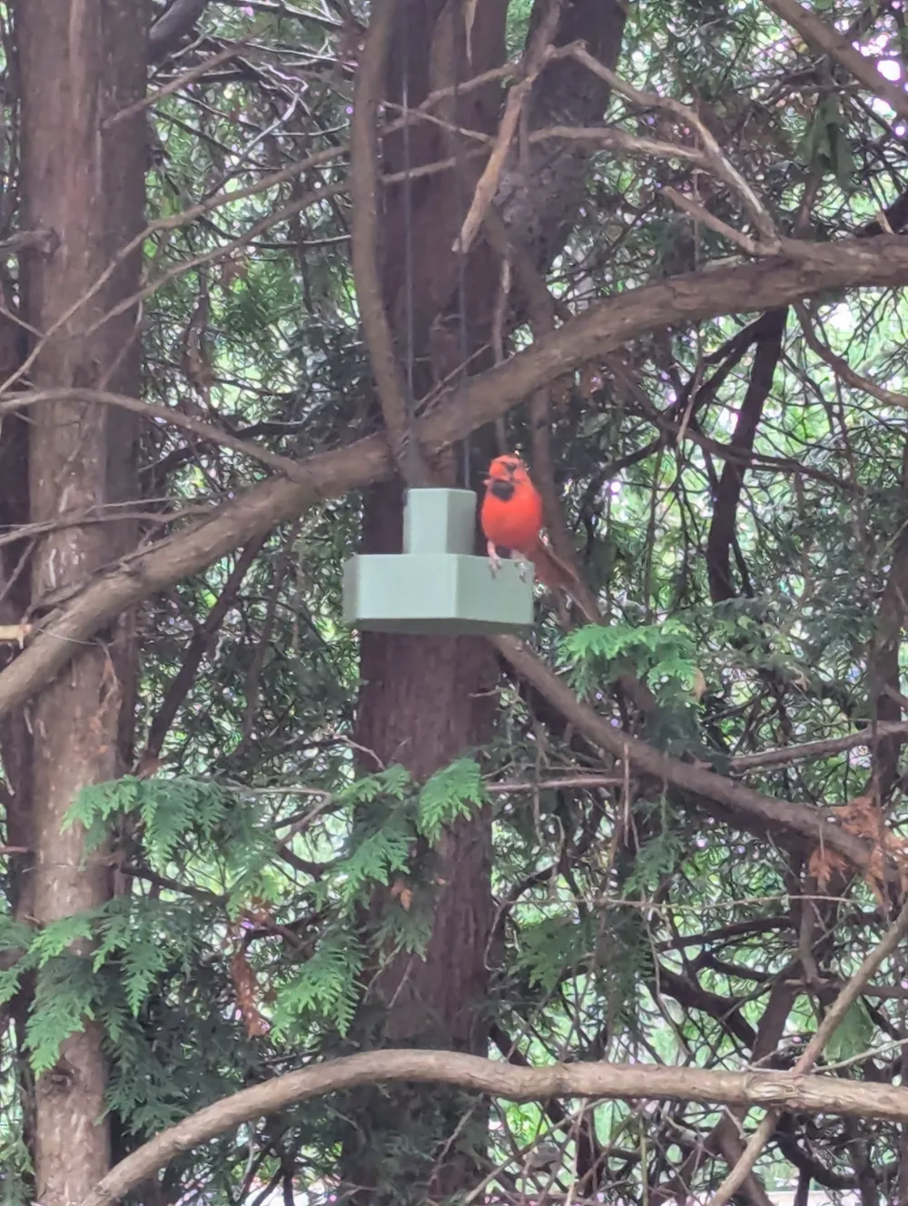 Mangeoire oiseaux, photo 4 of 4 - Mangeoire oiseaux Household