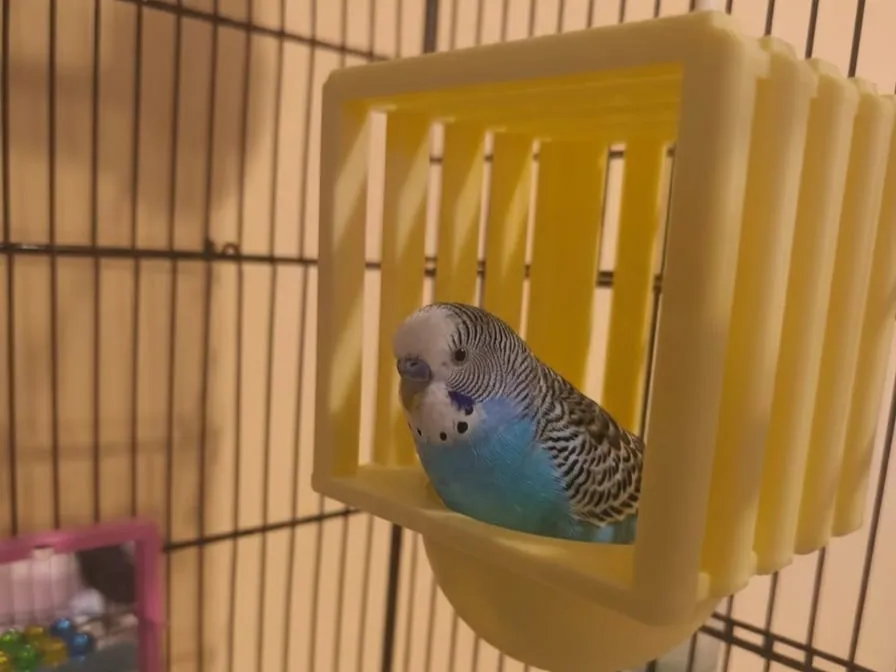Bird Nest