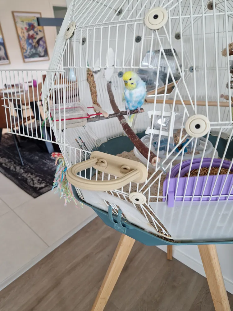 Bird stand, photo 3 of 4 - Bird Toys, Perches & Swings, omlet