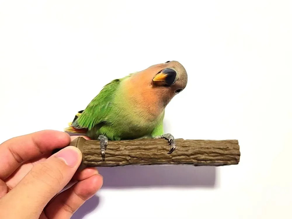 Bird stand holder, photo 4 of 4 - Bird stand holder Pets
