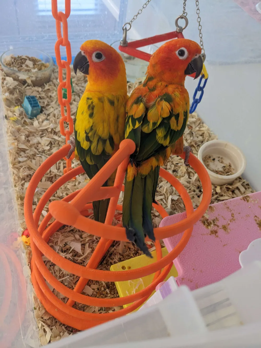 Birdie Coil, free Standing Toy, photo 3 of 4 - Birdie Coil, free Standing Toy Pets