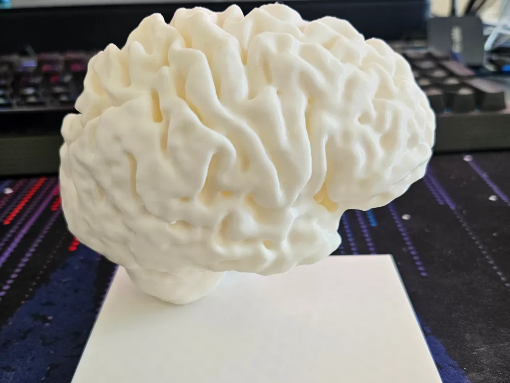 Bookends made from Human Brain MRI (papadansmaman) - Bookends, in stock in India