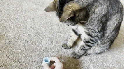 Bouncy Cat Spring Toy, photo 2 of 4 - Bouncy Cat Spring Toy Pets