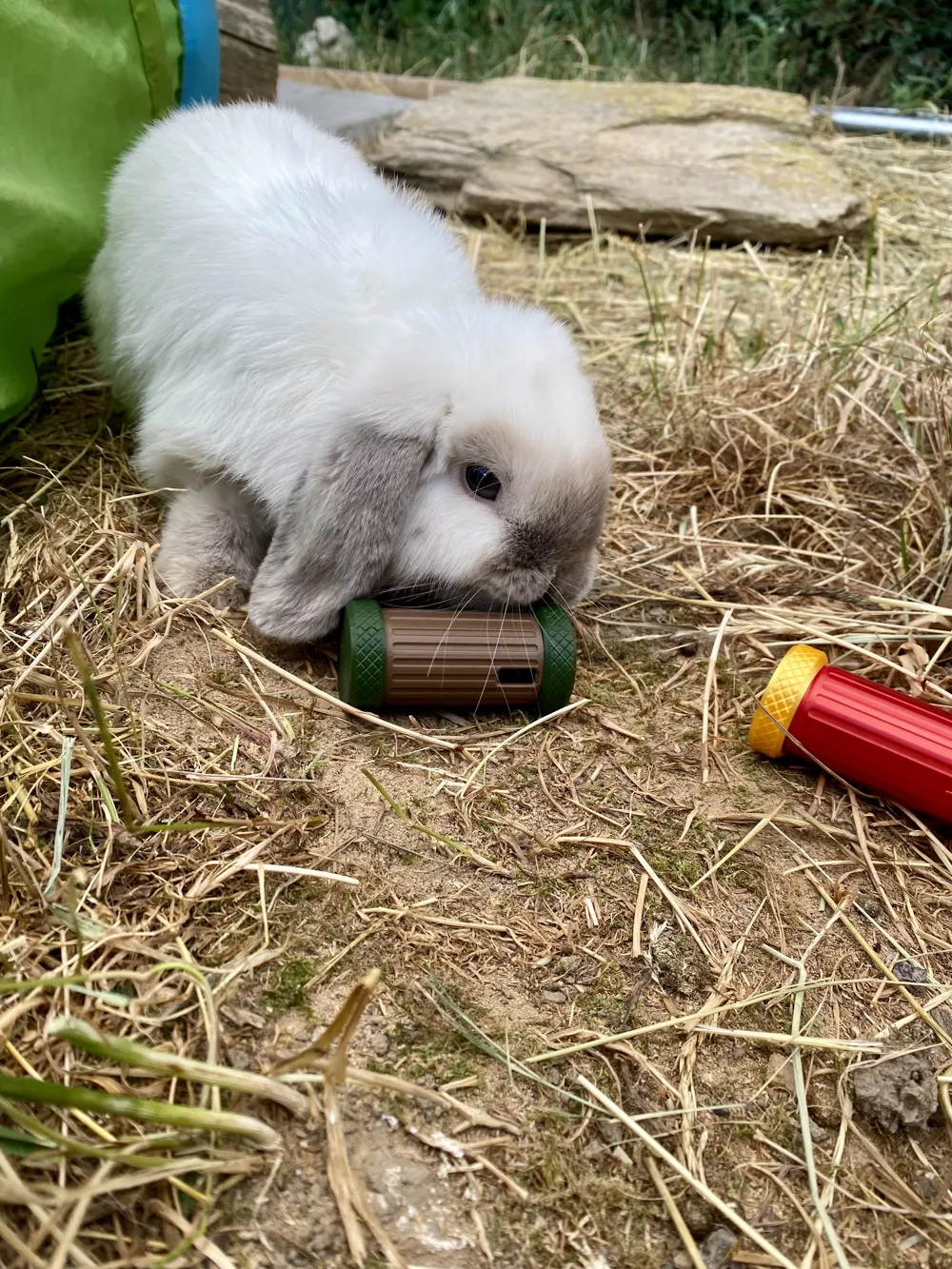 Bunny / Rodent Mini Slow Feeder / Rattling Toy, photo 3 of 4 - Bunny / Rodent Mini Slow Feeder / Rattling Toy Pets