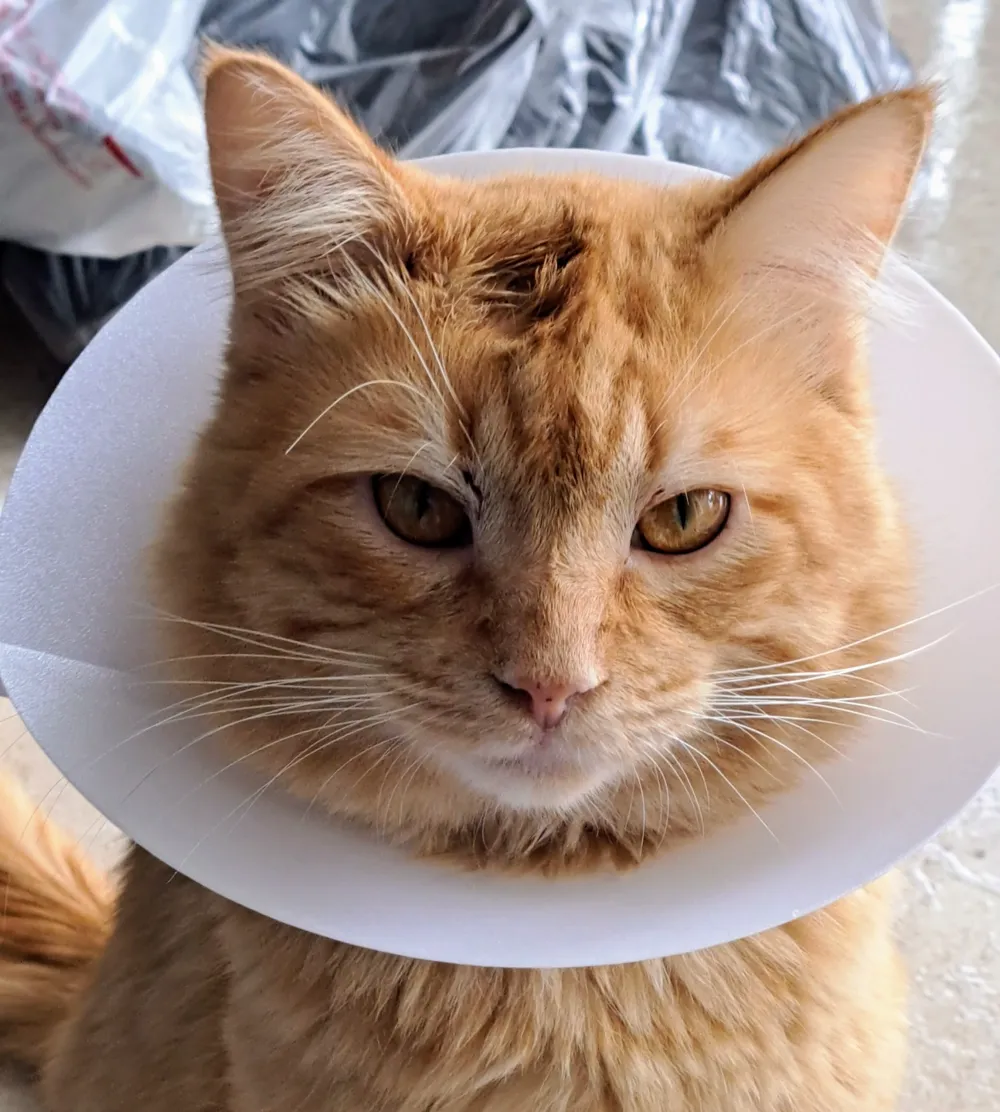 Cat e-cone collar, photo 3 of 4 - Cat e-cone collar Pets