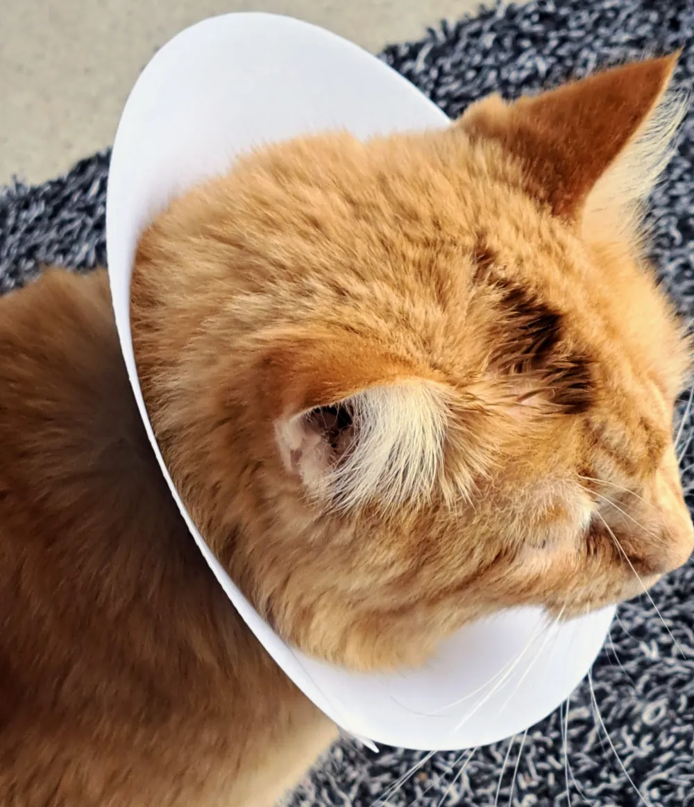 Cat e-cone collar, photo 4 of 4 - Cat e-cone collar Pets