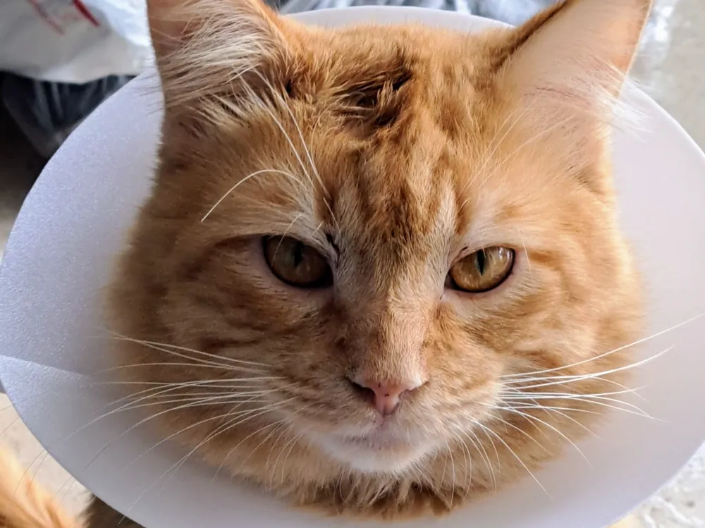 Cat e-cone collar