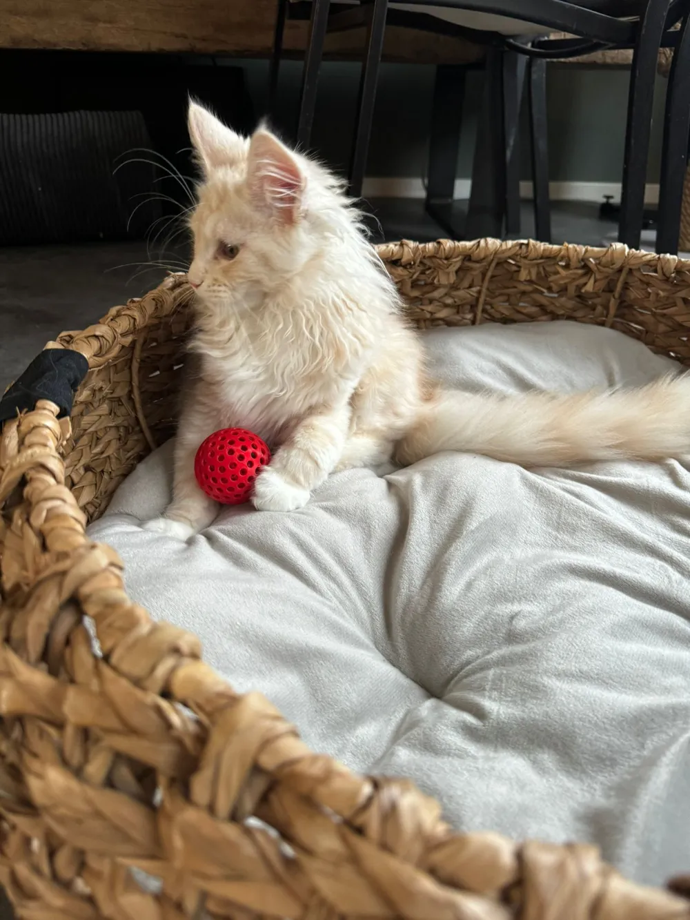 Cat Fidget toy - Ball with inner Ball, photo 4 of 4 - Cat Fidget toy - Ball with inner Ball Fidget & Sensory Toys