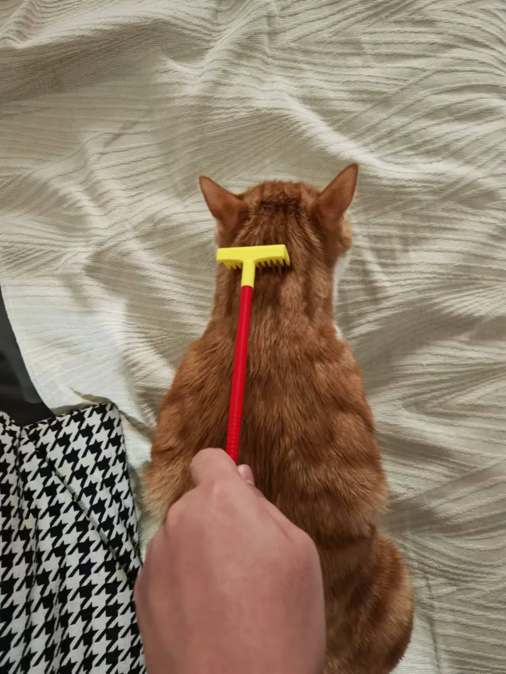 Cat Itching and Scratching, photo 3 of 4 - Cat Itching and Scratching Pets
