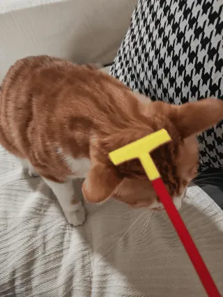 Cat Itching and Scratching - Cat Scratchers, in stock