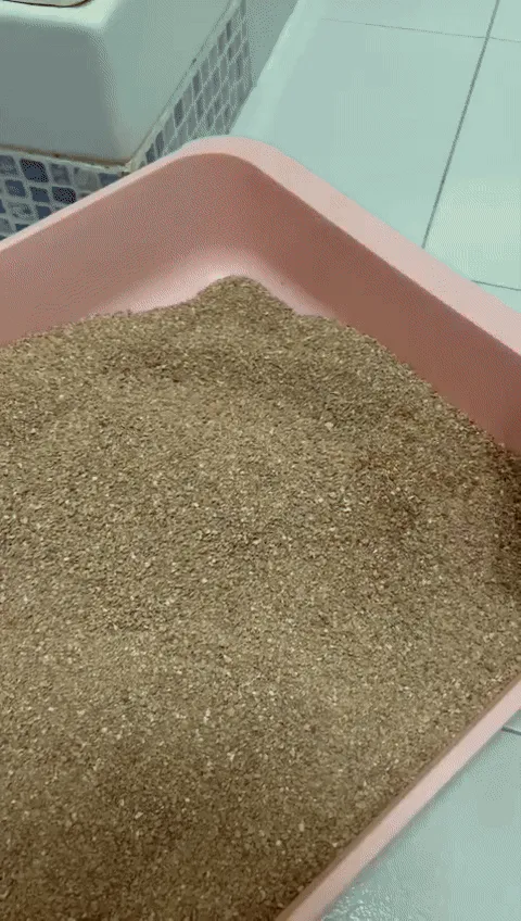 Cat poop scooper, photo 2 of 4 - Litter Box Accessories, kitten