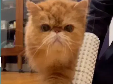 Cat scratcher