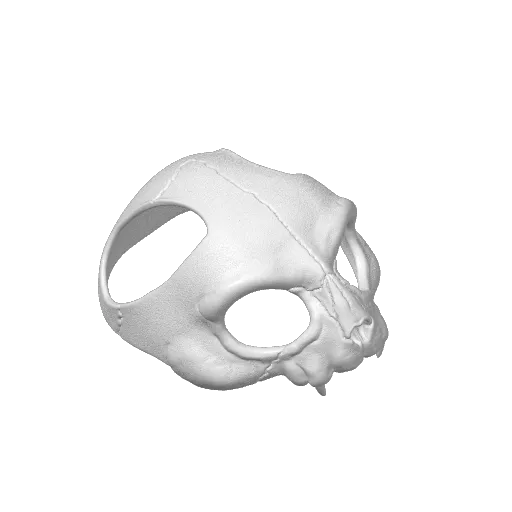 Cat Skull Mask for Cats, photo 3 of 3 - Cat Skull Mask for Cats Pets