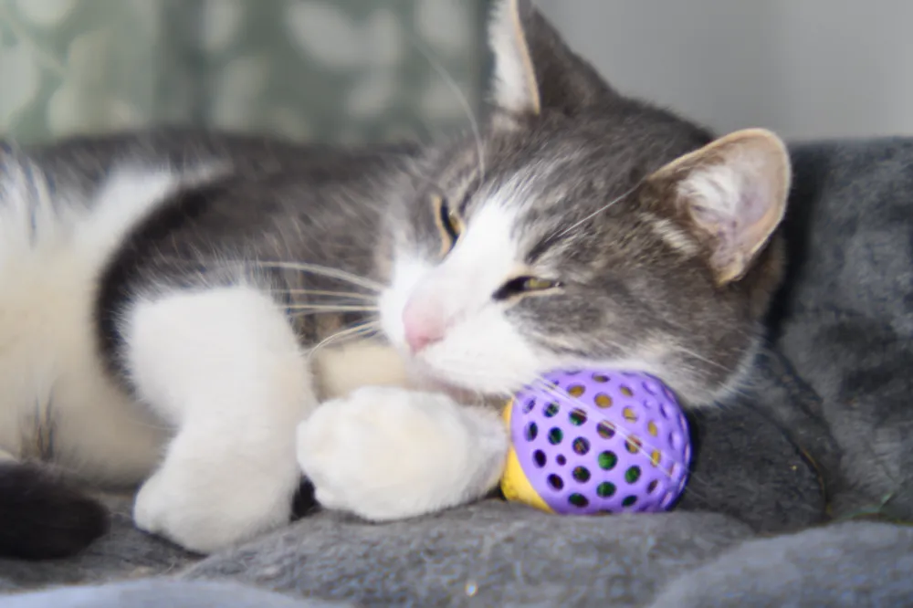 Cat Toy Poop Balls V2, photo 3 of 4 - Cat Toy Poop Balls V2 Pets
