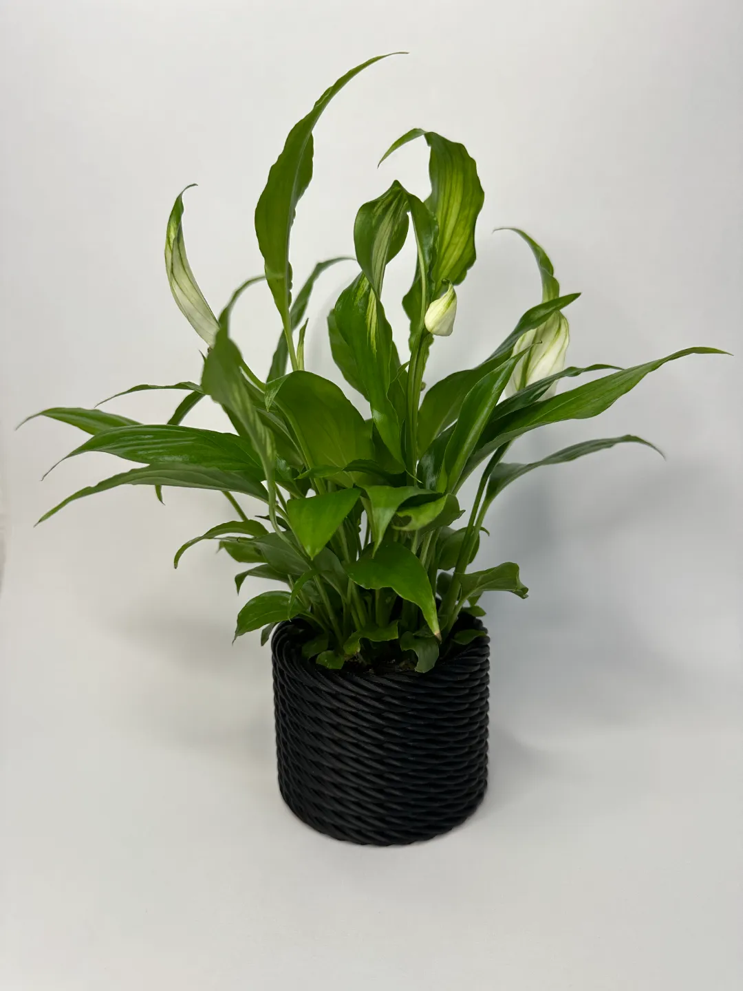Braided basket look plant pot, photo 4 of 4 - Braided basket look plant pot Garden & Outdoor