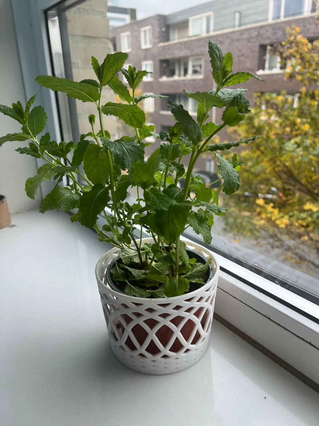 Revolution pot, photo 3 of 4 - Revolution pot Garden & Outdoor