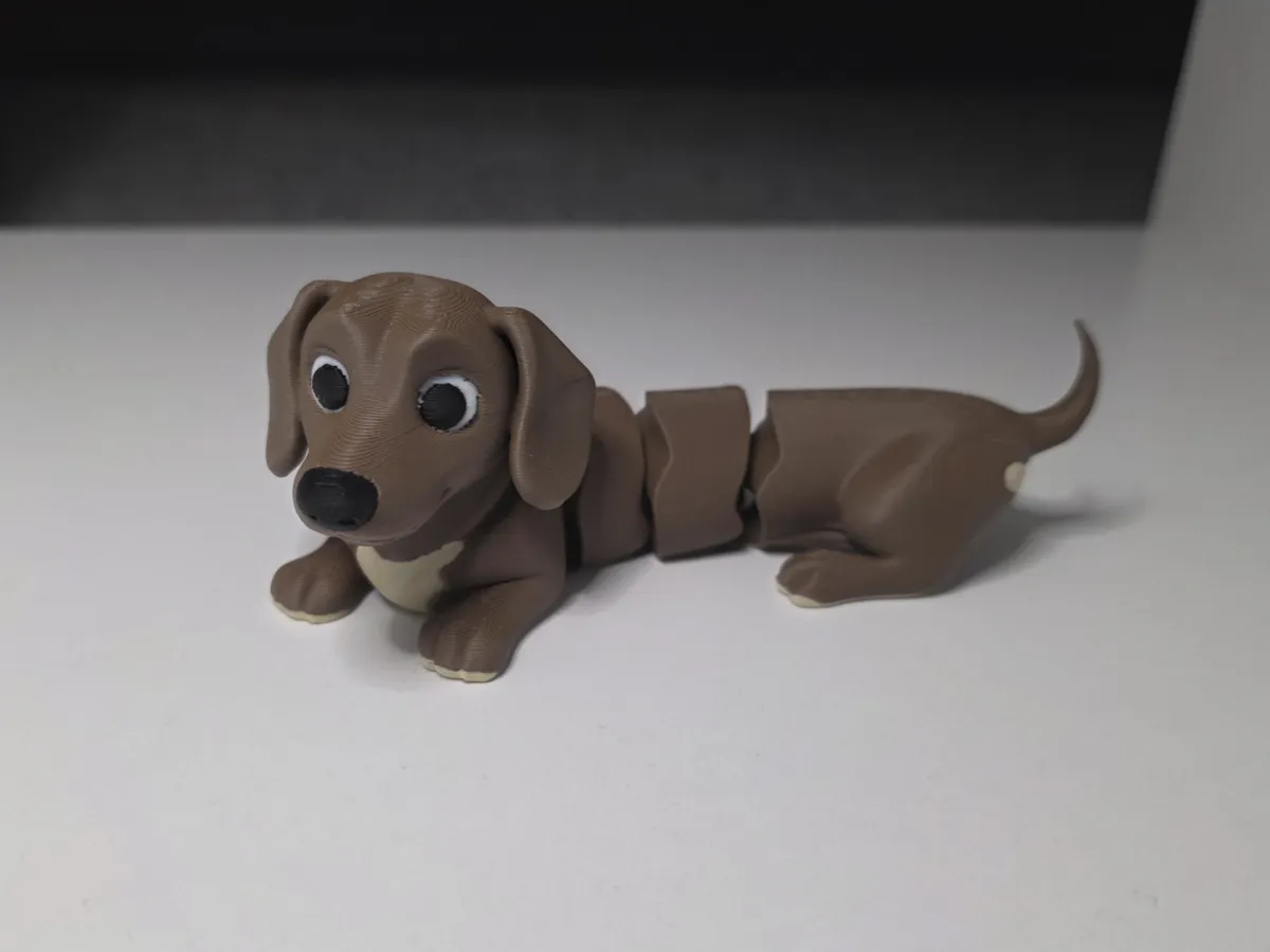Dachshund Jettorino the flexible puppy