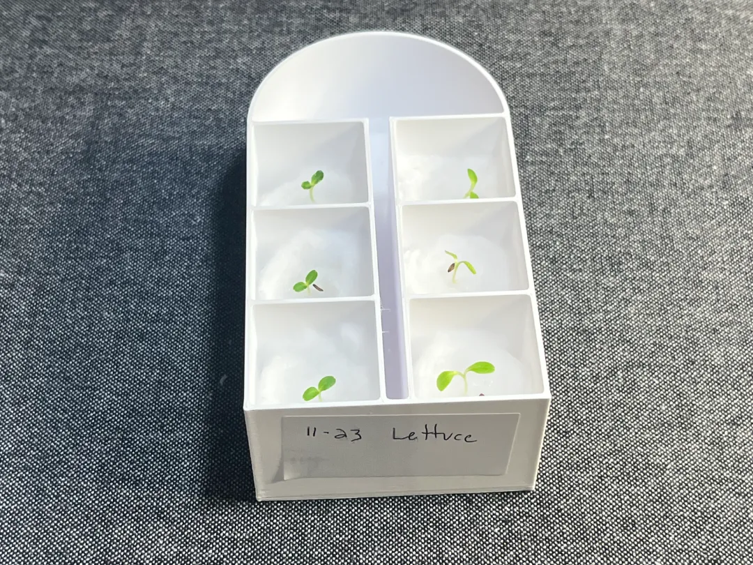 Cotton Ball Seed Starter Trays - Garden, in stock in India