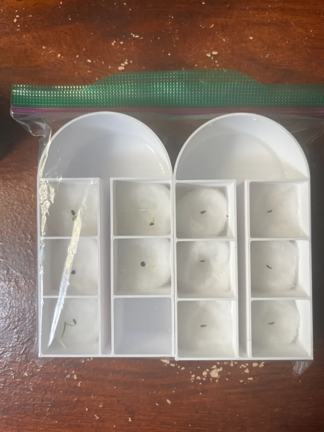 Cotton Ball Seed Starter Trays, photo 3 of 4 - Cotton Ball Seed Starter Trays Household