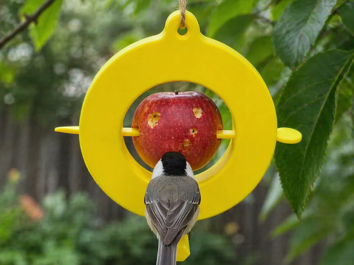 Hanging Apple Bird Feeder