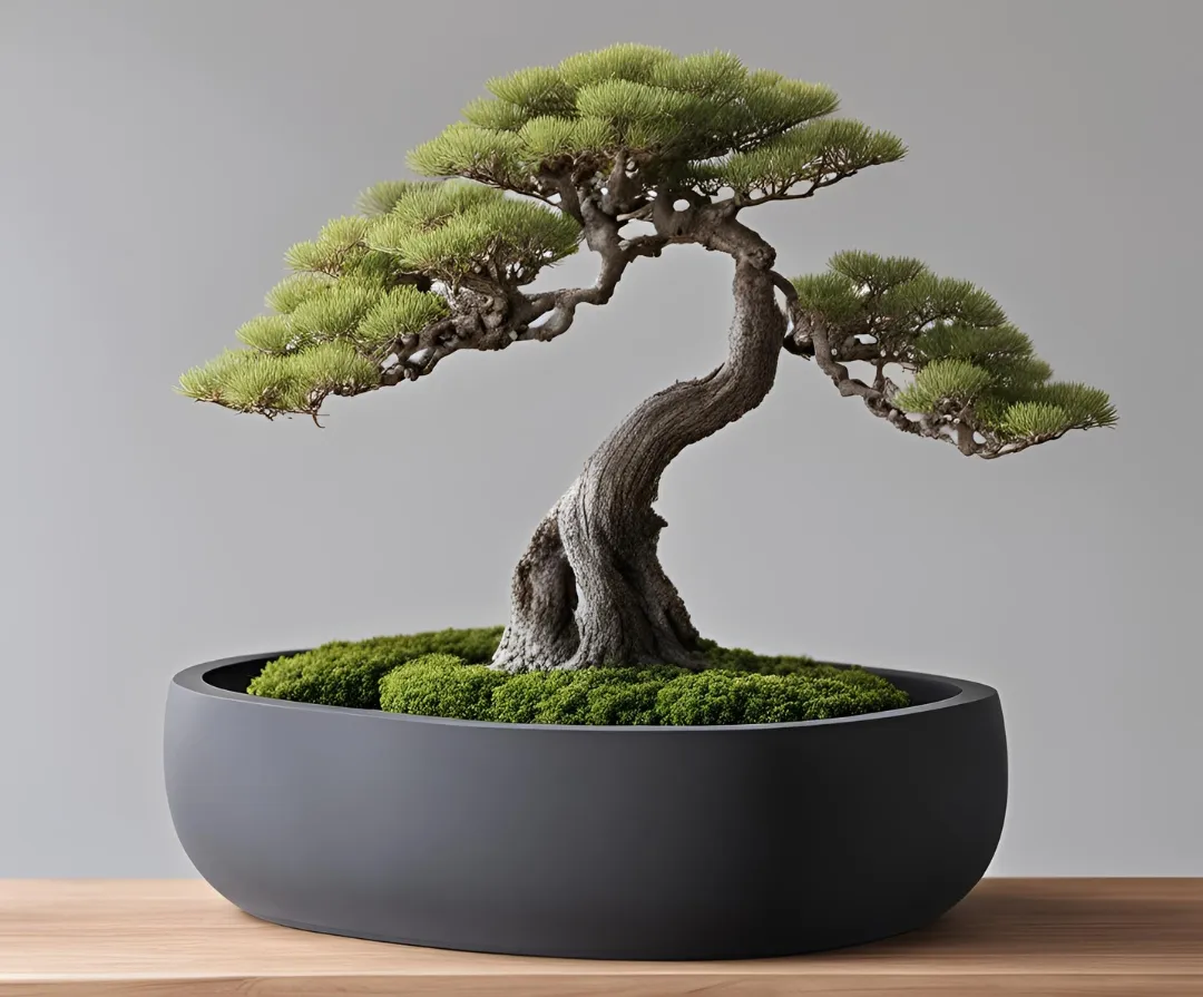 Round Bonsai Pot, Bonsai Planter