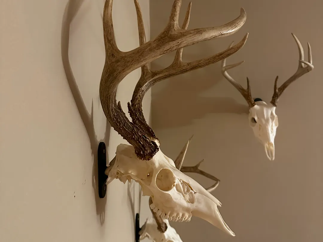 Skull Wall Hook